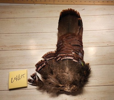 Eastern Turkey Tail 18'' Lot 04615
