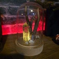 Stunning Light Up 2x Deer Antlers Smokey  Quartz Glass Dome Taxidermy Gothic