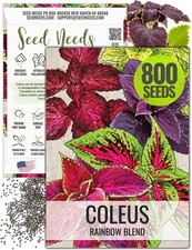 Seed Needs Coleus Seeds for Planting Rainbow Painted Nettle - 1 Pack,