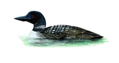 Loon Duck Bird Sticker Decal Quality Wildlife Nature Kayak Boating Swimming Camp