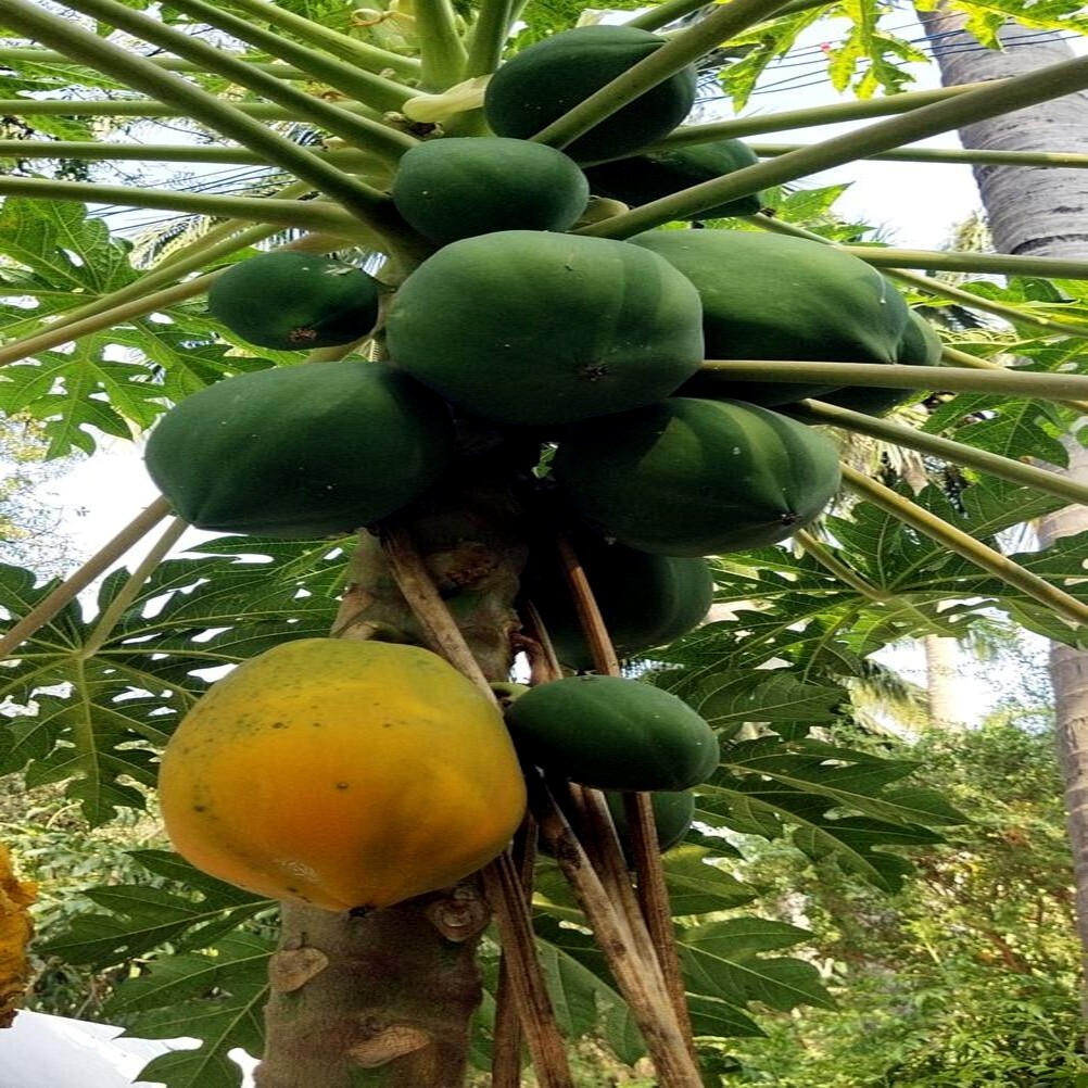 20 Dwarf Hawaiian Solo Sunrise Strawberry Papaya Tree Seeds Carica