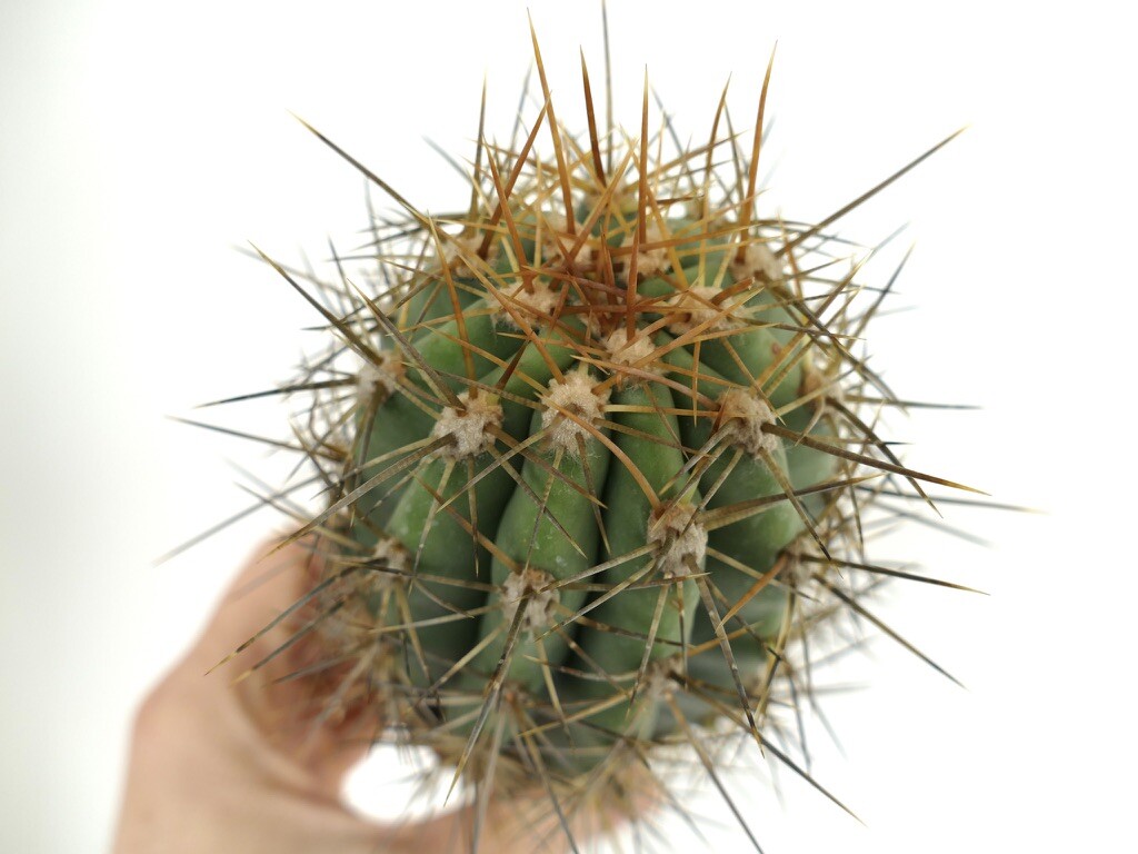 trichocereus for sale trichocereus for sale Shipping to South Africa