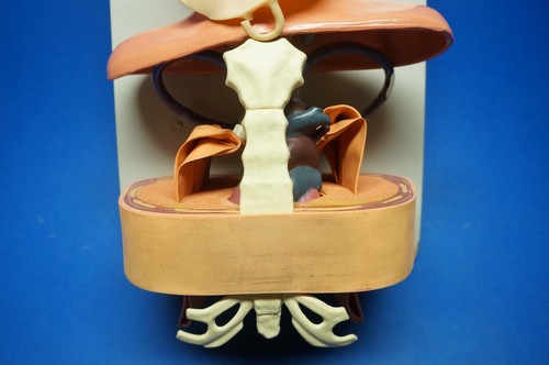 Asmund S.Laerdal Anatomical Training Anne, Manikin Female Anatomic - Picture 5 of 10