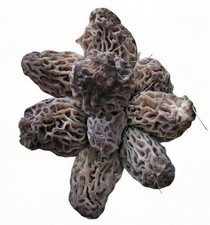 2 oz. Dried Morel Mushroom