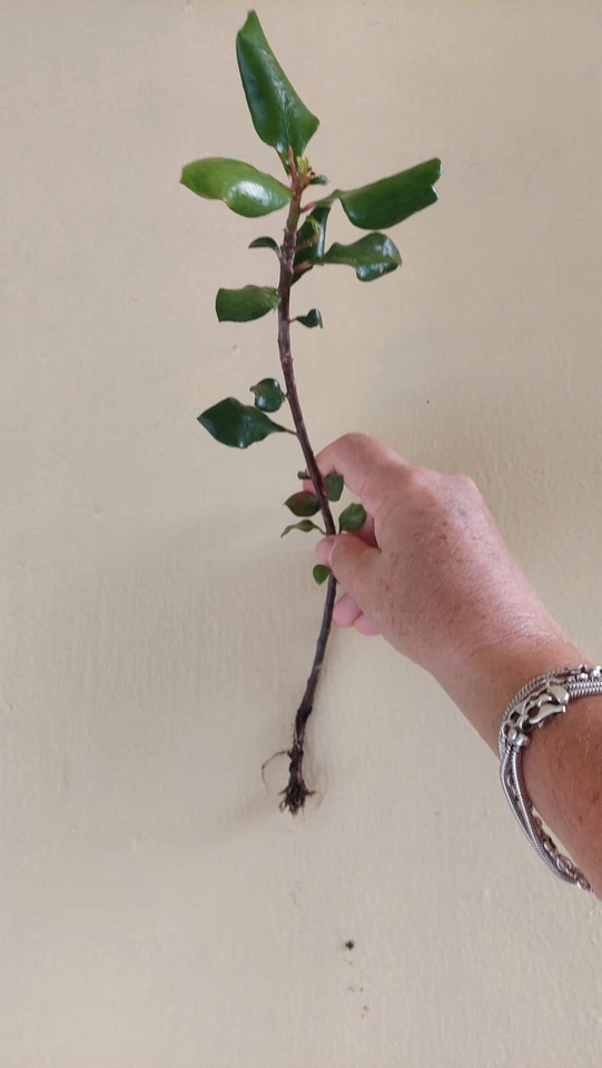 Rare Euphorbia Geroldii Thornless Crown of Thorns 8" ROOTED -  MILII Corona - Image 2 of 4