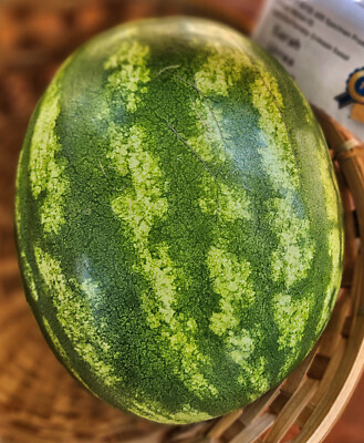 Crimson Sweet Watermelon (Citrullus lanatus ''crimson sweet'') 