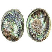 Coquillage haliotis abalone paua poli - Taille 13 à 15 cm