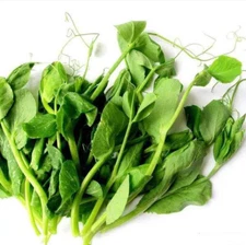 60+ Pea Seeds/ For Tasty Pea Shoots/ Leaf And Stem Edible豌豆苗  2024NEW!