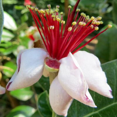 LIVE PLANT 1ft Feijoa sellowiana -  Acca sellowiana - Pineapple Guava Guavasteen