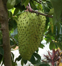 Soursop Seedss var. Nigerian 100 pcs Annona muricata Sweet Soursop