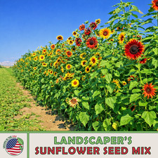 Landscaper's Sunflower Seed Mix, 500 seeds, Native Ornamental Sunflowers