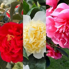 Camellia Plant japonica 3 x Mix in 9cm Pots -