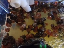Aquarium Snails. Ramshorn,Bladder . 22 USD For 10 snails.