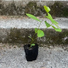 Dunstan Chestnut Seedling - year 1 Chestnut - Sprouted 2025 shipped bare root
