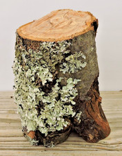 6" Apple Wood Stick Log Chunk Crotch 3 1/4"D Spalted Live Edge Untreated