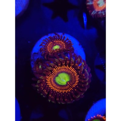 Everlasting Gobstoppers Zoanthid Frag, WYSIWYG!