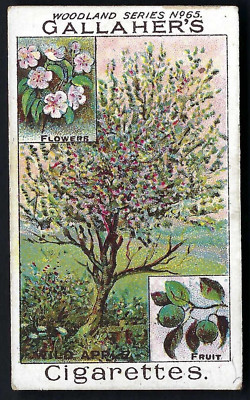 GALAHER - WOODLAND TREES SERIES - #65 WILD APPLE