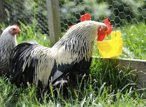 New 10 Mixed Coop Cups Galley Pots Chicken Drinkers Feeders Or