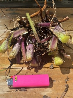 Large Live Bocking 14 Comfrey Crown Division EXACT Plant Pictured Fresh Dug