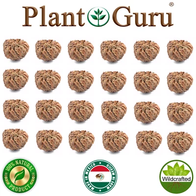 Jericho Flower - 24 Pack Bulk - Rose of Jericho, Resurrection Flower Whole Dried