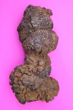 Giant Lizard Poop 5 Million Years Old Genuine Real Fossil Dinosaur Girl COA S27