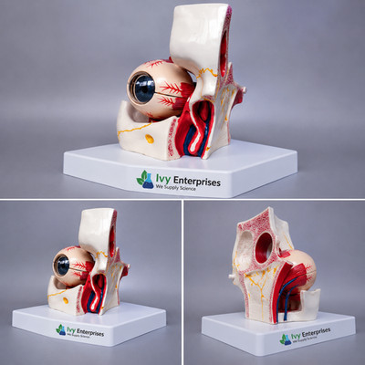 Eye with Orbit Anatomical Model Human Eye Medical Teaching Lab Model