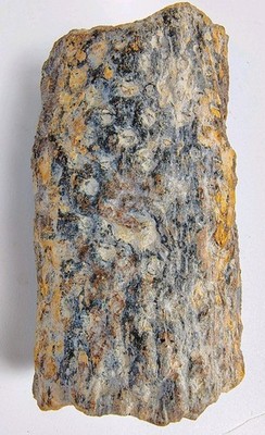 Paliozoic Stigmaria Carboniferous Fossil Cast Devonian Pennsylvanian Root VA USA