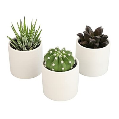 Live Low Light House Plants in Cacti and Succulent Mix - Ceramic White Pots  | eBay