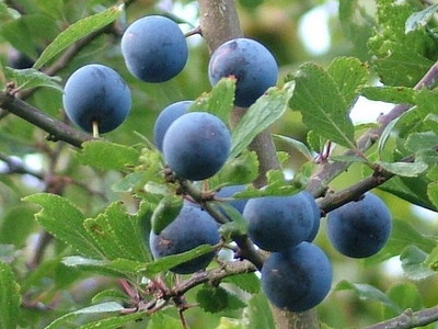 Blackthorn / Sloe (Prunus Spinosa) Tree Seeds - 10 Seeds, Free Shipping, Hardy Zones 4-7 6 thumbnail image