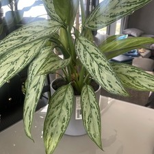 Large Aglaonema Chinese Evergreen Indoor Plant – Healthy Houseplant ~60cm