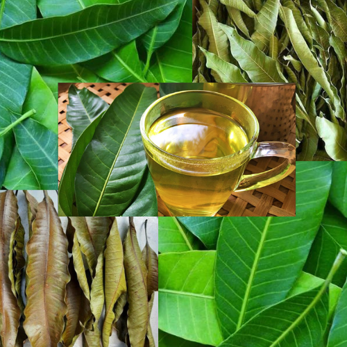 ORGANIC Dried Mango Leaf Homemade From Sri Lanka leaves natural for tea 100 leaf