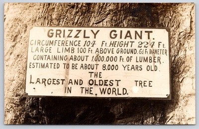 Antique California Postcard SEQUOIA Grizzly Giant Largest Oldest Tree Rppc