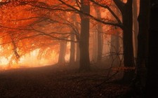 Landscape nature mist forest fall trees leaves orange Custom Gaming Mat Desk