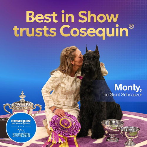 Nutramax Cosequin DS Plus MSM 132 Chewable Tablets Joint Health Supplement Dogs - Picture 6 of 10