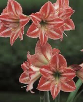 Hippeastrum In other Plant Seeds & Bulbs for sale