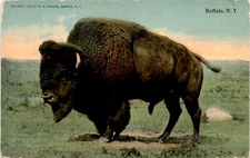 Buffalo, N. Y., W. H. Brandel, J-100, One Cent Postcard