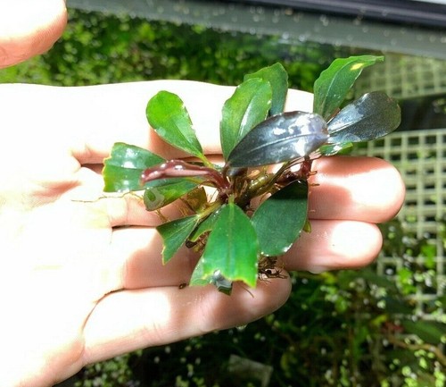 BUY 2 GET 1 FREE - Bucephalandra (Buce) Live Aquarium Plant Rhizomes - Freshwater, Tropical 4 thumbnail image