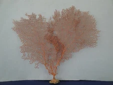 10.6" x 9.8" Large Pacifigorgia Red Sea Fan Seashells Reef Coral 
