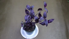 Cuts - Tradescantia Zebrina - "Deep Purple" - Wandering Jew House Plant Cuttings