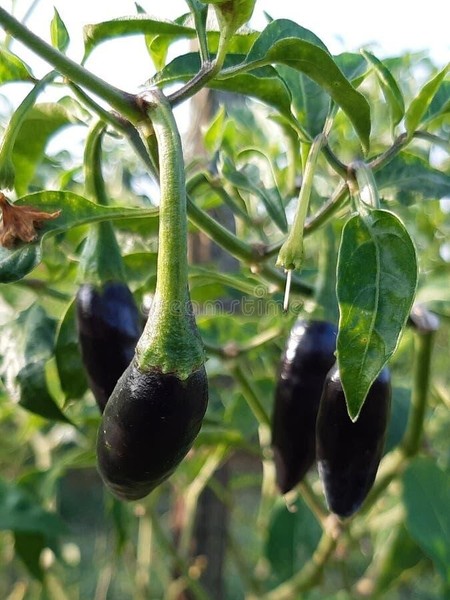 15 Semillas Chile Ají Negro