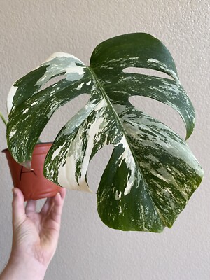 Variegated Monstera Albo Borsigiana - See Description - Available: B, D, E  | eBay