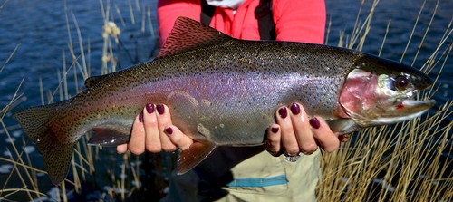 Tailwater Assassin Nymph Emergers UV Black - mosche da pesca a mosca trota premium - Foto 3 di 24