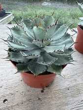 Agave Potatorum 'Kichijokan' Large 9” Pot