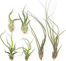 Wild Ones Tillandsia Air Plants- Caput Medusae, Butzii, Bulbosa - Indoor/Outdoor