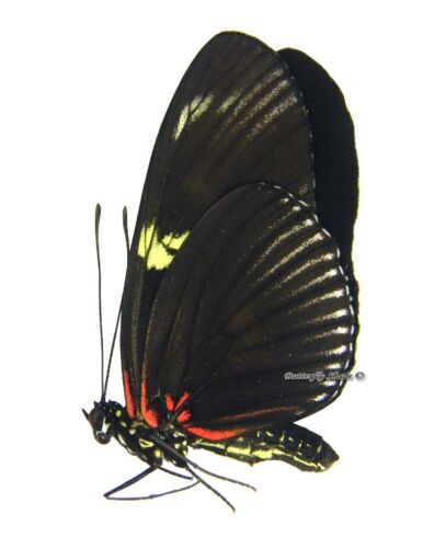 Unmounted Butterfly/Nymphalidae - Heliconius doris dives, Colombia, red form - Zdjęcie 1 z 1