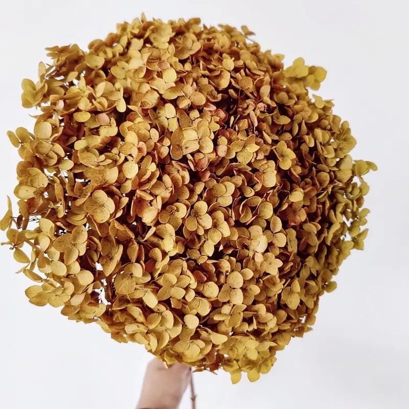 Hortensia stabilisé jaune safran de 20cm pour création de bijoux en résine DIY