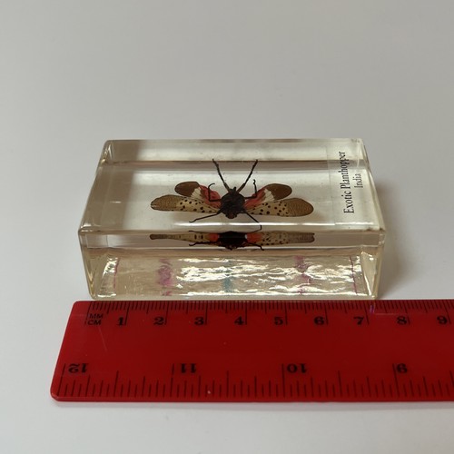 Echte Käfer und Insekten Taxidermie exotische Planthopper Glas Harz Block - Bild 9 von 11