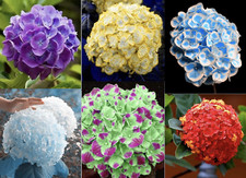  10 HYDRANGEA SEEDS rare exotic flower bloom garden plant USA SELLER W/TRACK