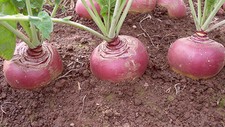 SWEDE TWEED F1  175 FINEST SEEDS