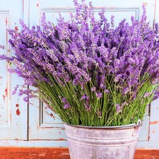Vera Lavender Seeds - For 2025 Planting Sweet English Perennial Flower Purple